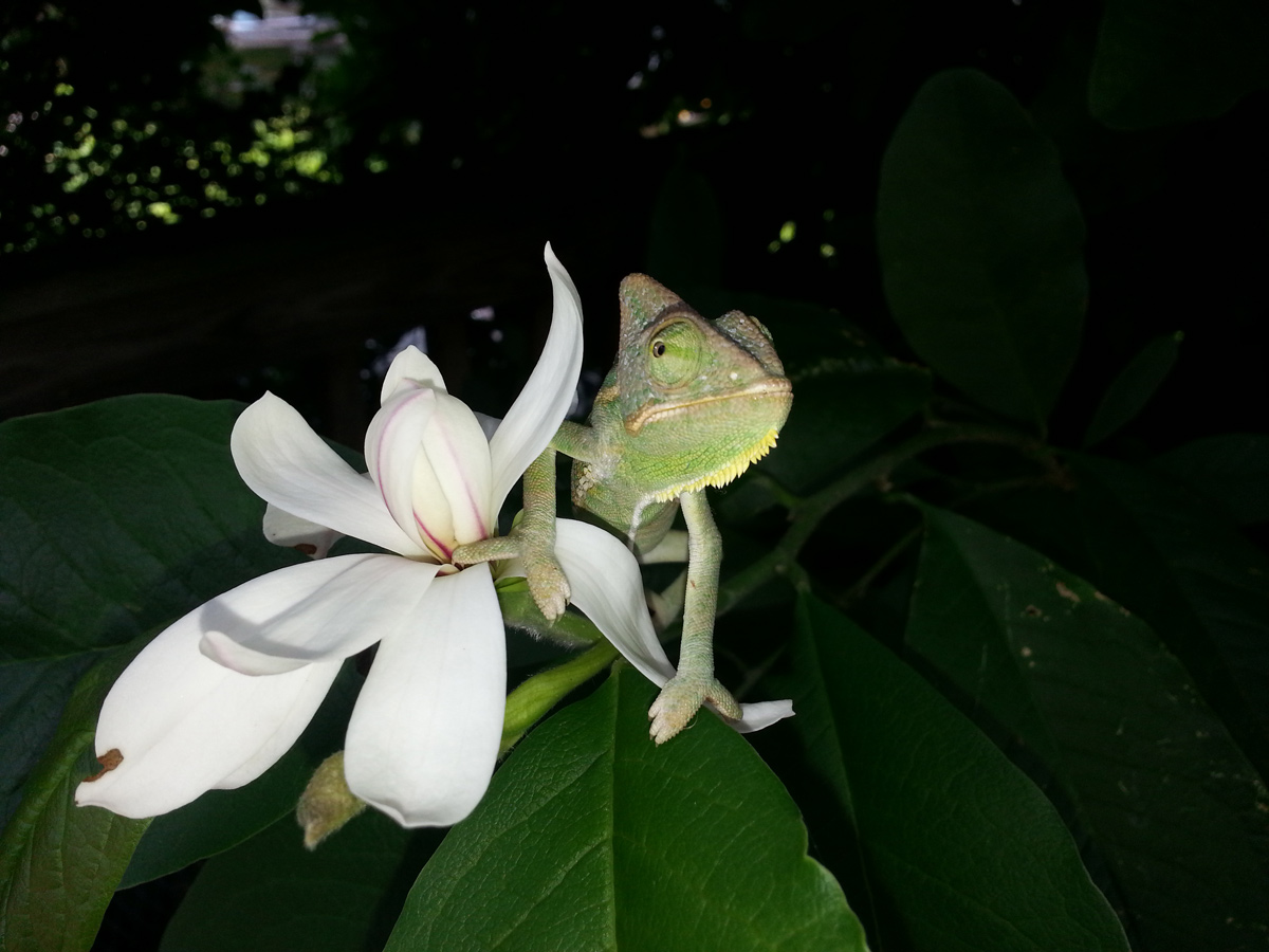 Omar In Magnolia Tree