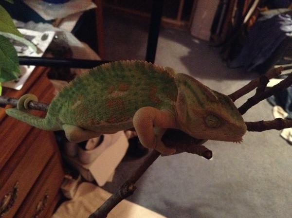 On her free range branches. (time to hit the hay!)