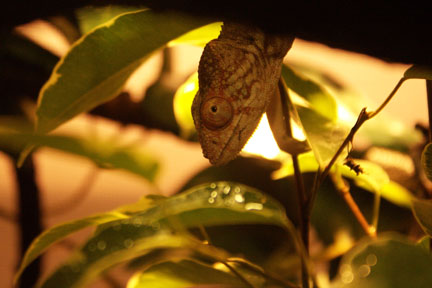 On her way down to check out the crickets.