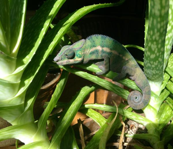 On the aloe