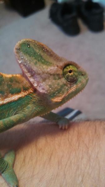 On the other arm now, see the purply/white spots?