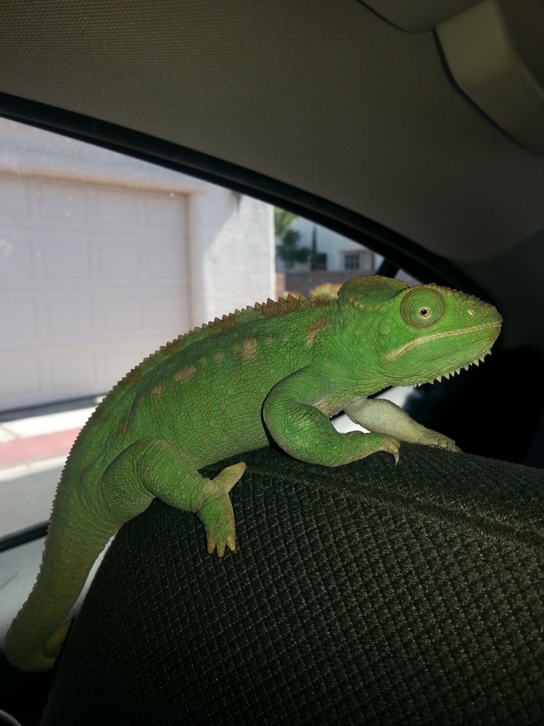 On the way to the vet