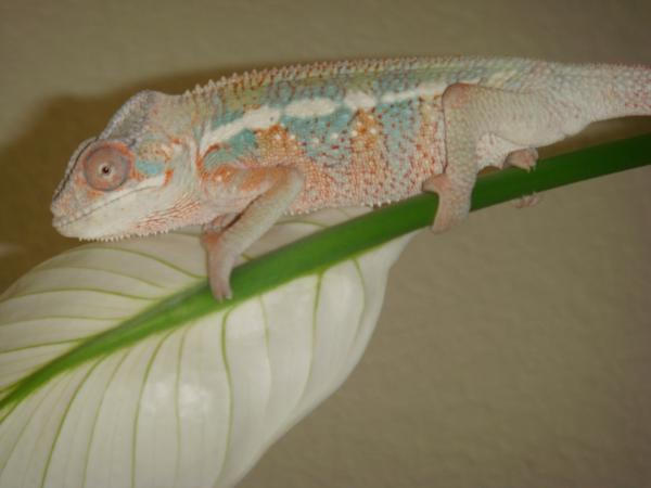 once again hangin out at 4 months old, check out the blue and orange!!