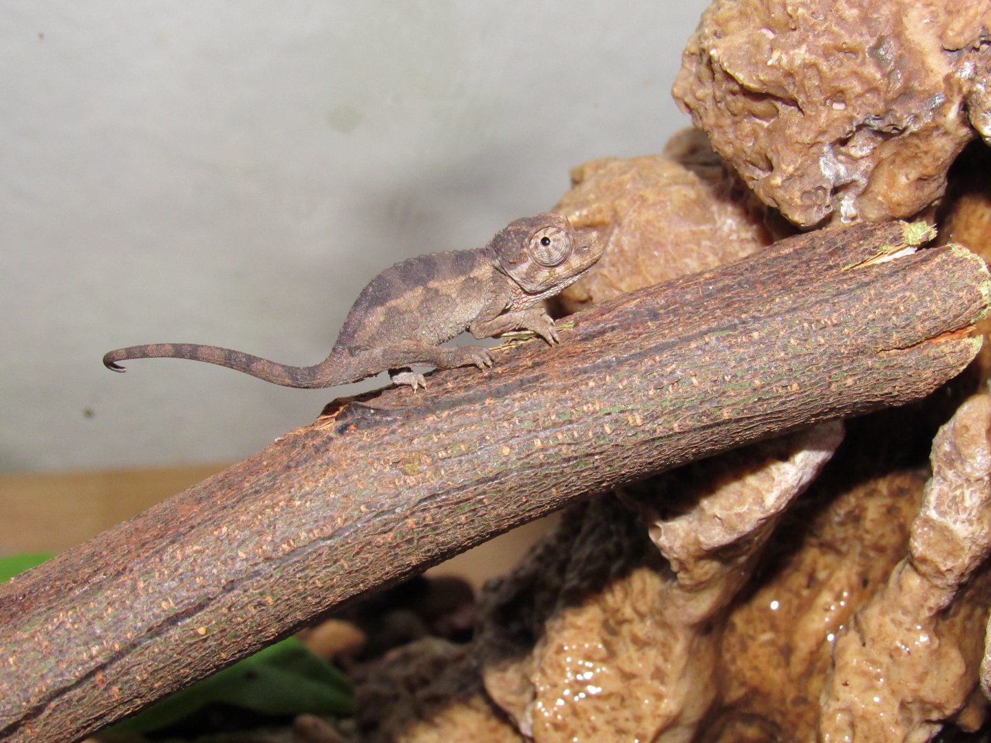 One Day old Jackson's Chameleon