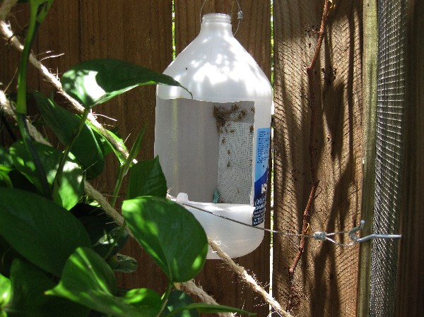 One gallon jug made into a big cup feeder