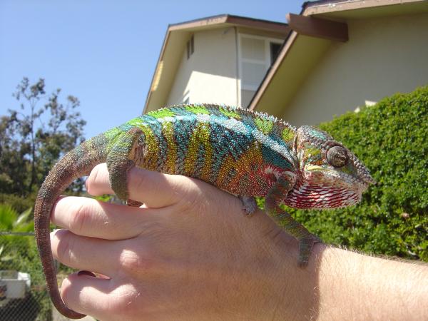 One Handy Cham
6/7/2011