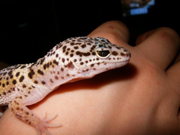 one of my leos