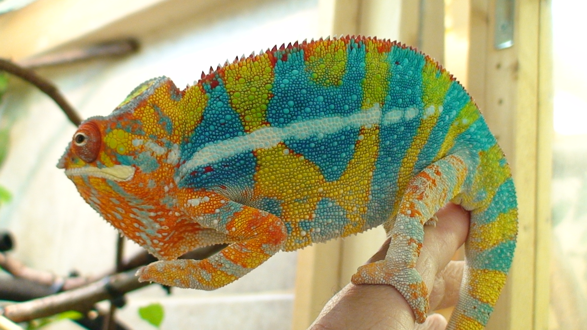 One Of My Male Panther Chameleon