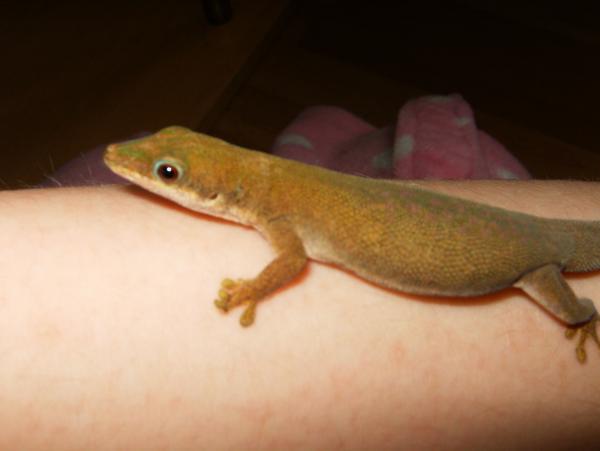 one of my phelsuma dubia
