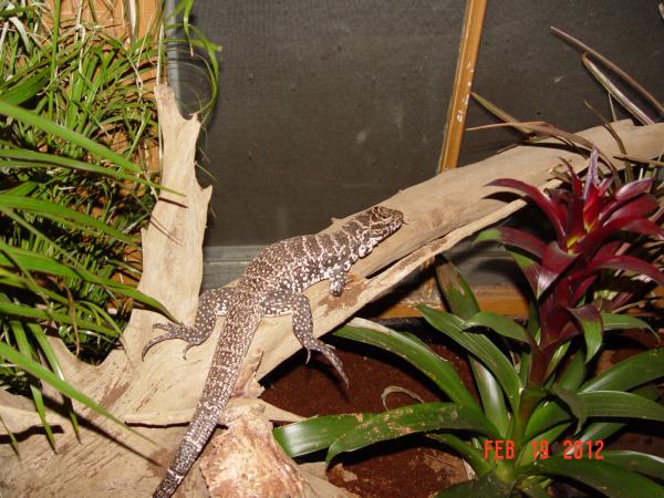 One of the Tegu's checking things out.