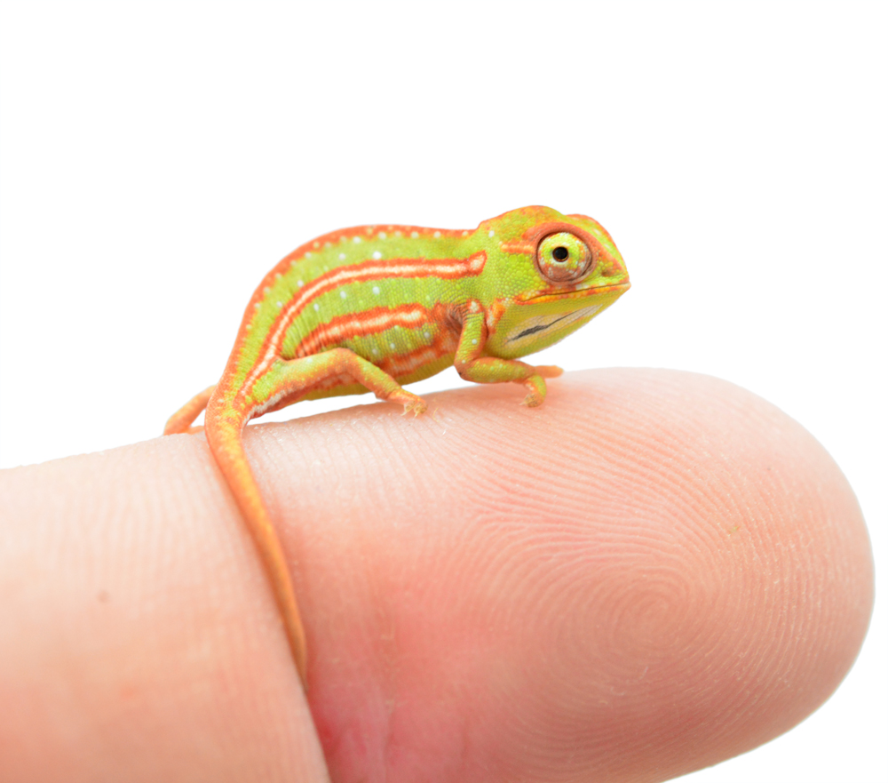 One Whole Inch Of Cuteness