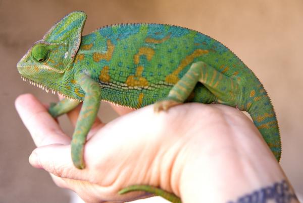 Oozle after laying eggs.