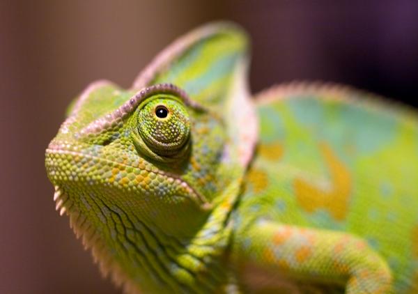 Oozle looking pretty