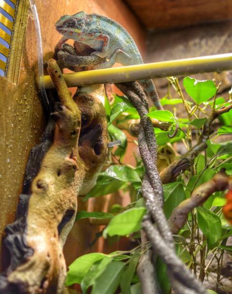 Optimus in his latest setup. It won't get moved around or changed anymore until he gets put into his larger enclosure when he's older, so he's able to