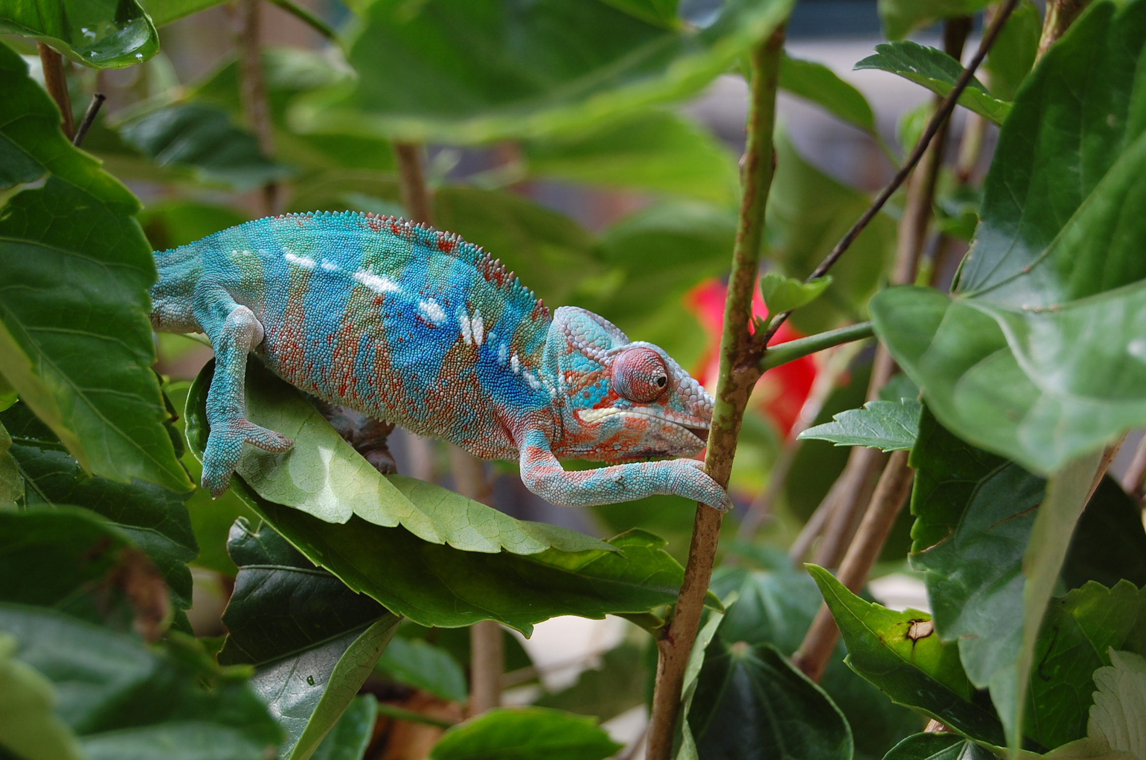 Opus Eyeing A Bug Outside
