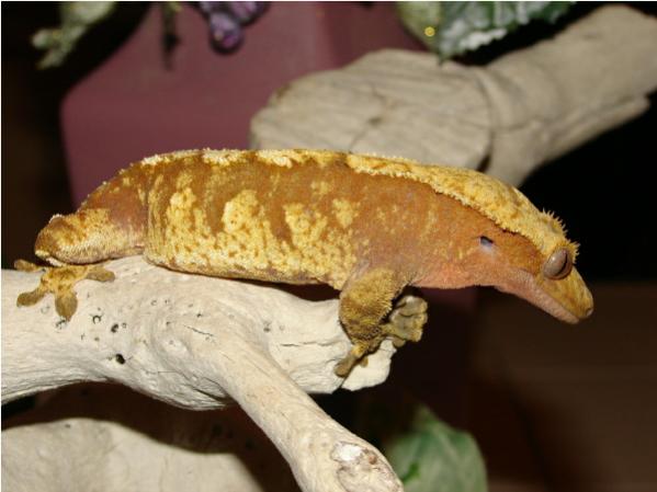 Orange/Cream Harlequin Female Named Bridget.