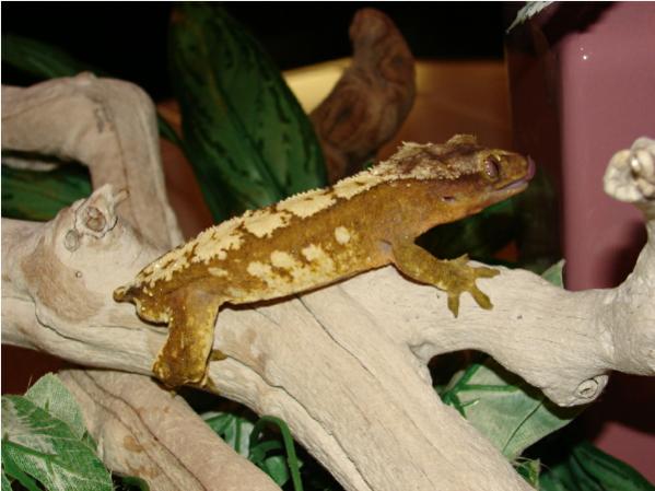 Orange/Cream Harlequin Male Named Stryker.