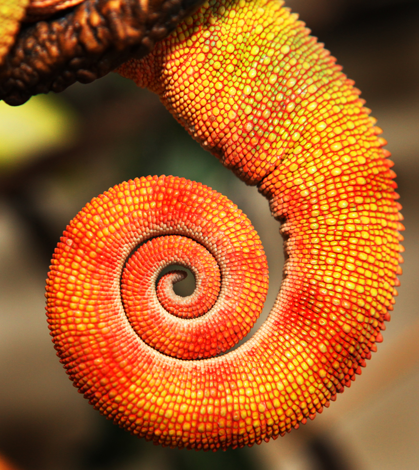 Orange Curls