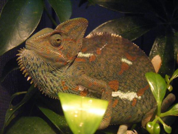 Orchid- female veiled