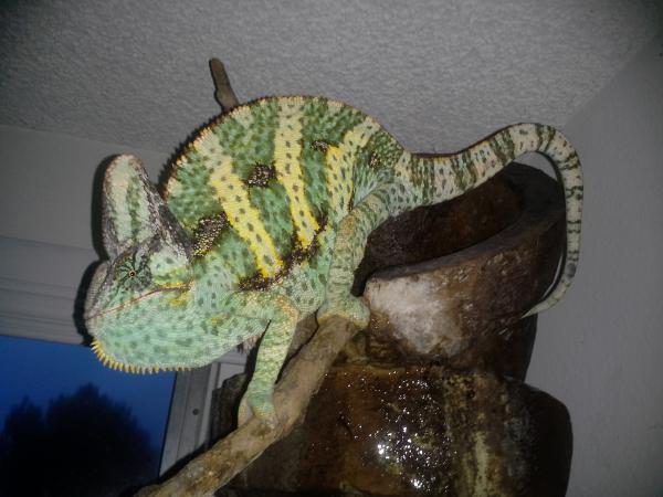 Osama in free range heaven