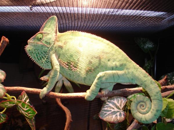 Osang, female veild