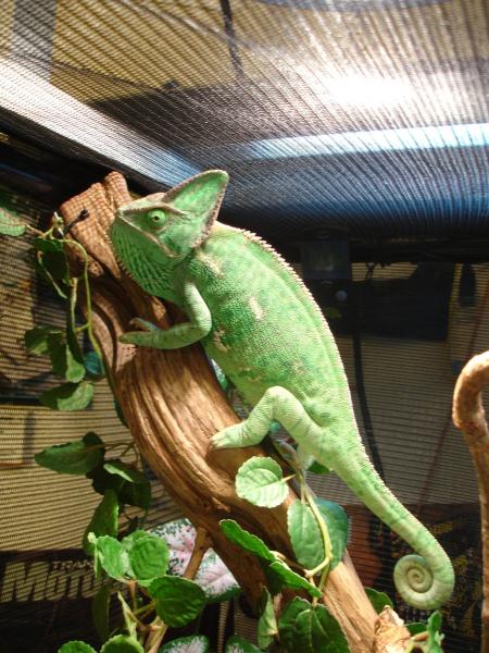 Osang, female veiled