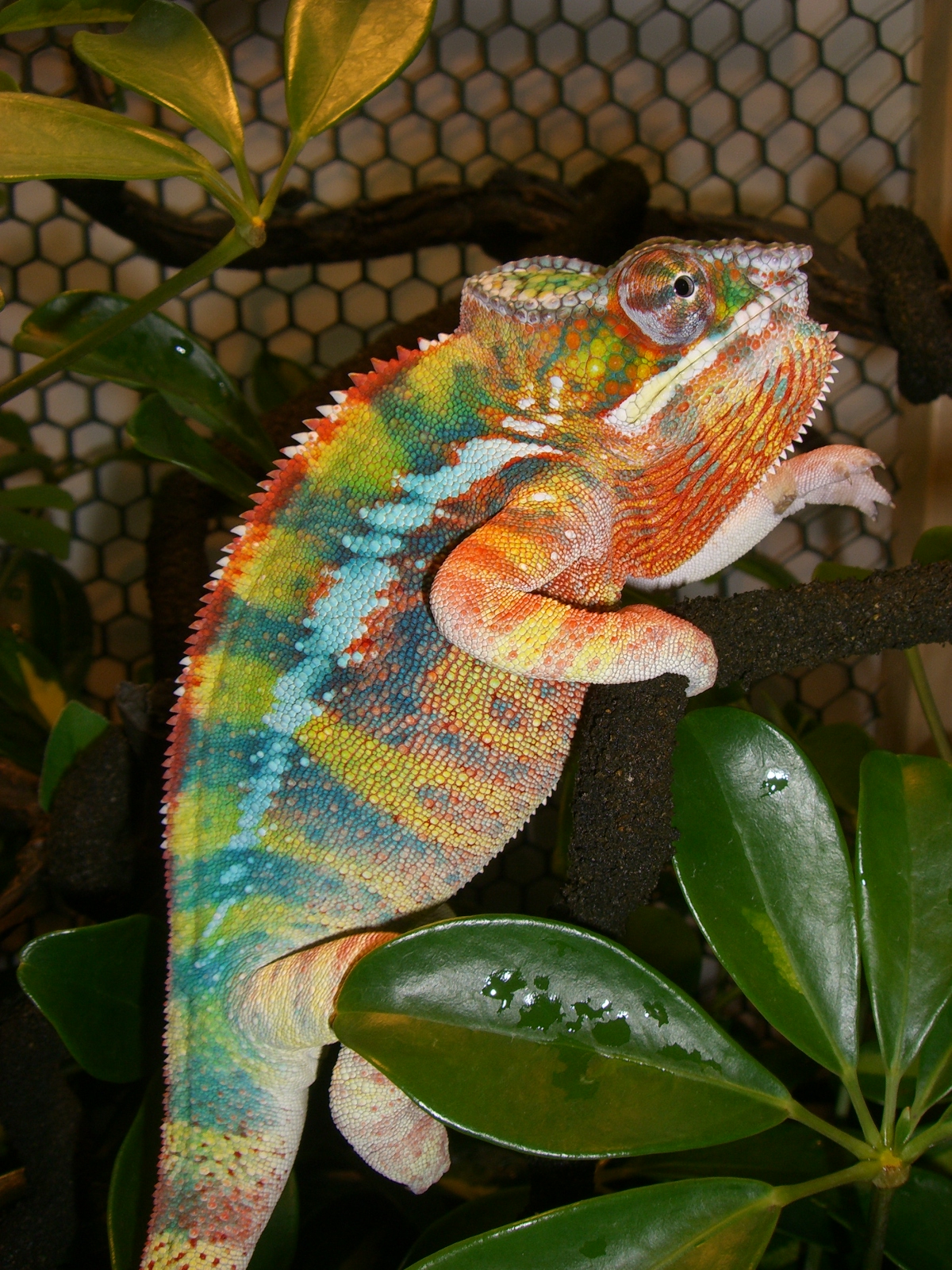 Oscar Chillin Out In His Cage