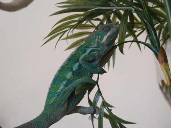 Oscar climbing on free range