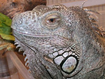 Oscar - my friends iguana