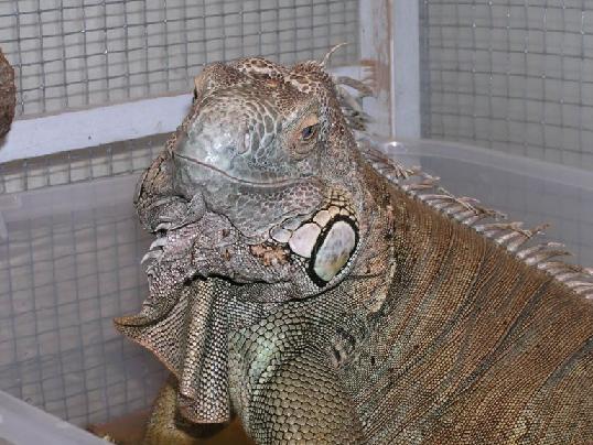 Oscar - my friends iguana