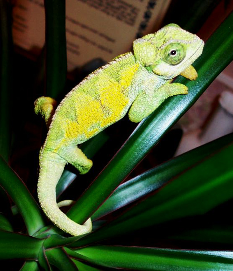 Oscar my Rudis chameleon