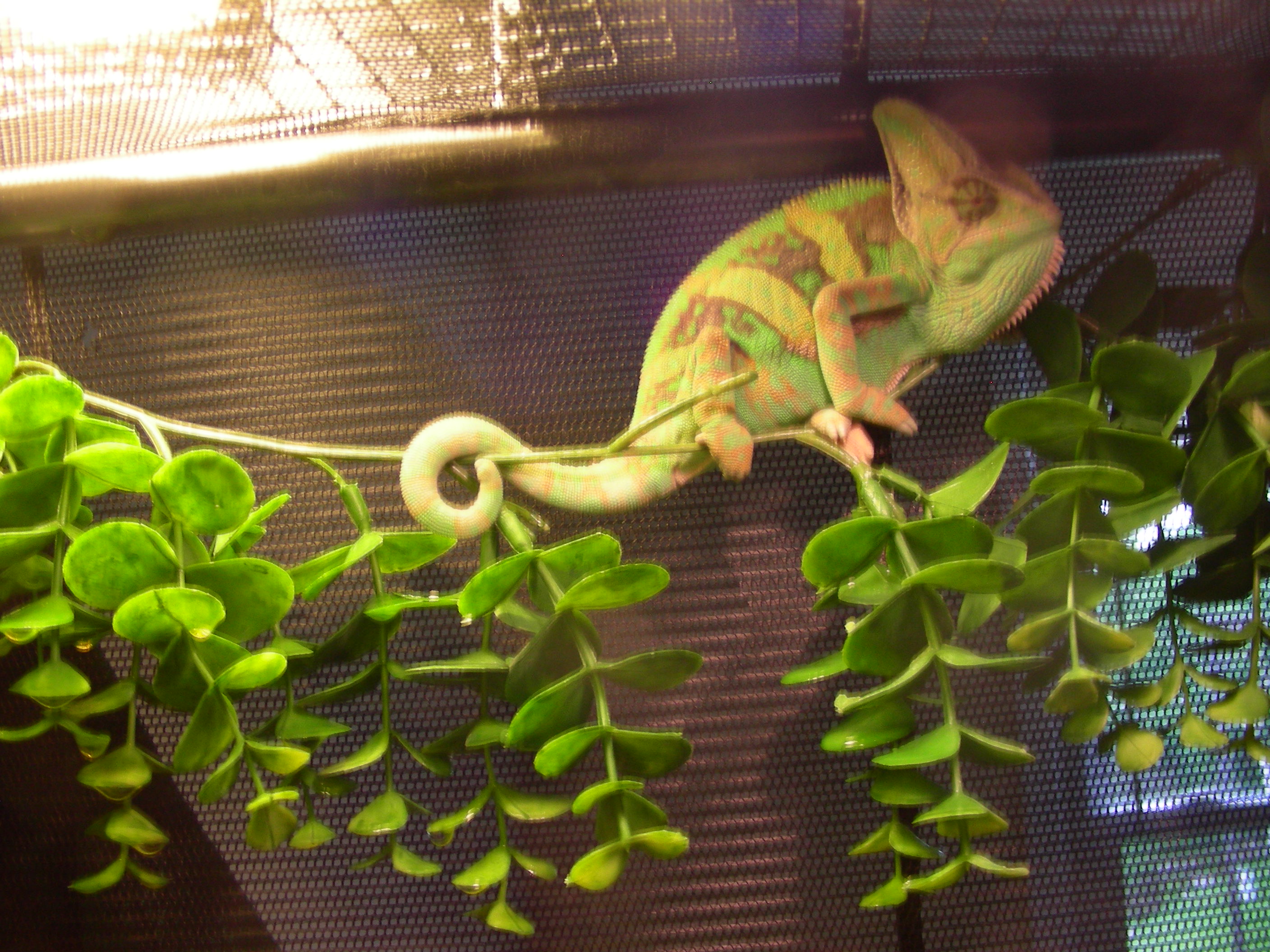 Osiris getting bigger