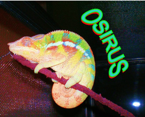 Osirus Sleeping