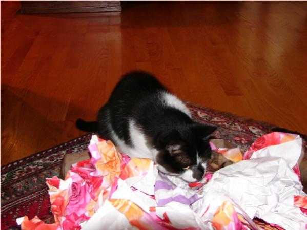Otis is Fourteen Years Young.