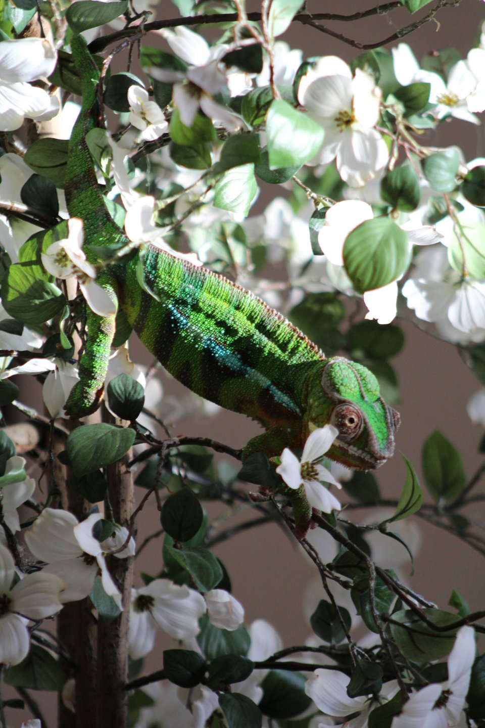 Otto in his dogwood
