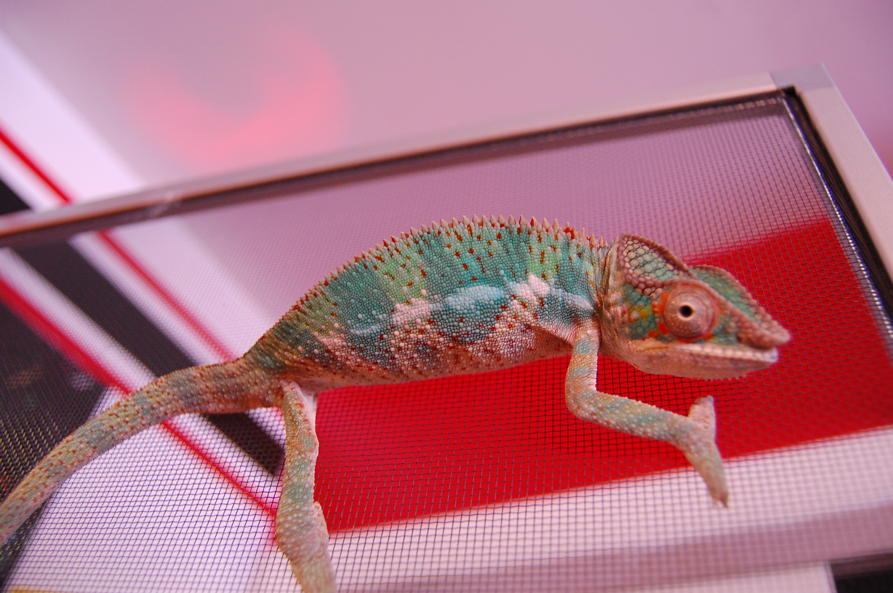 Otto Panther Chameleon