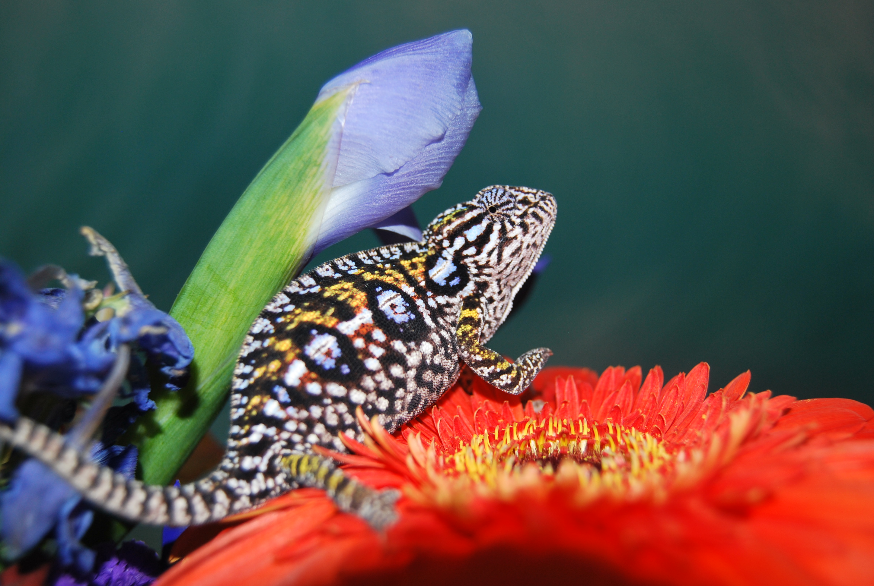 Our Beautiful Wc Female Chameleon