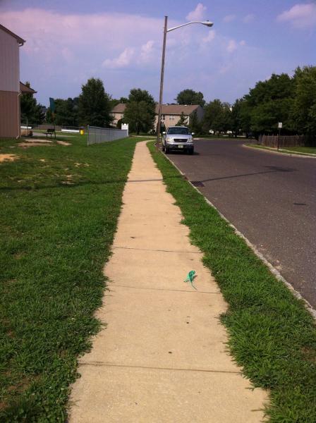 Our daily walk