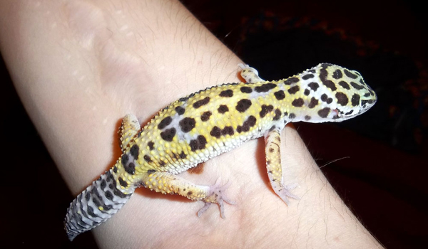 Our leopard gecko, Leo (named by Angie's daughter). She's such a sweetheart. Very friendly indeed!