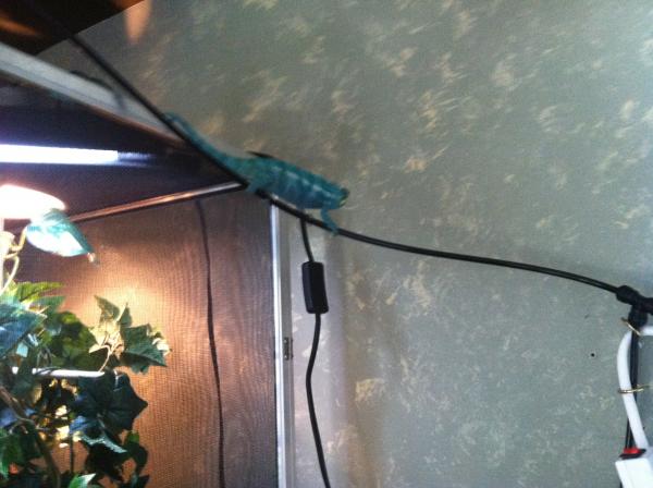 our little escapee ;)