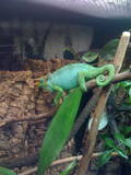 Our Male Chameleon