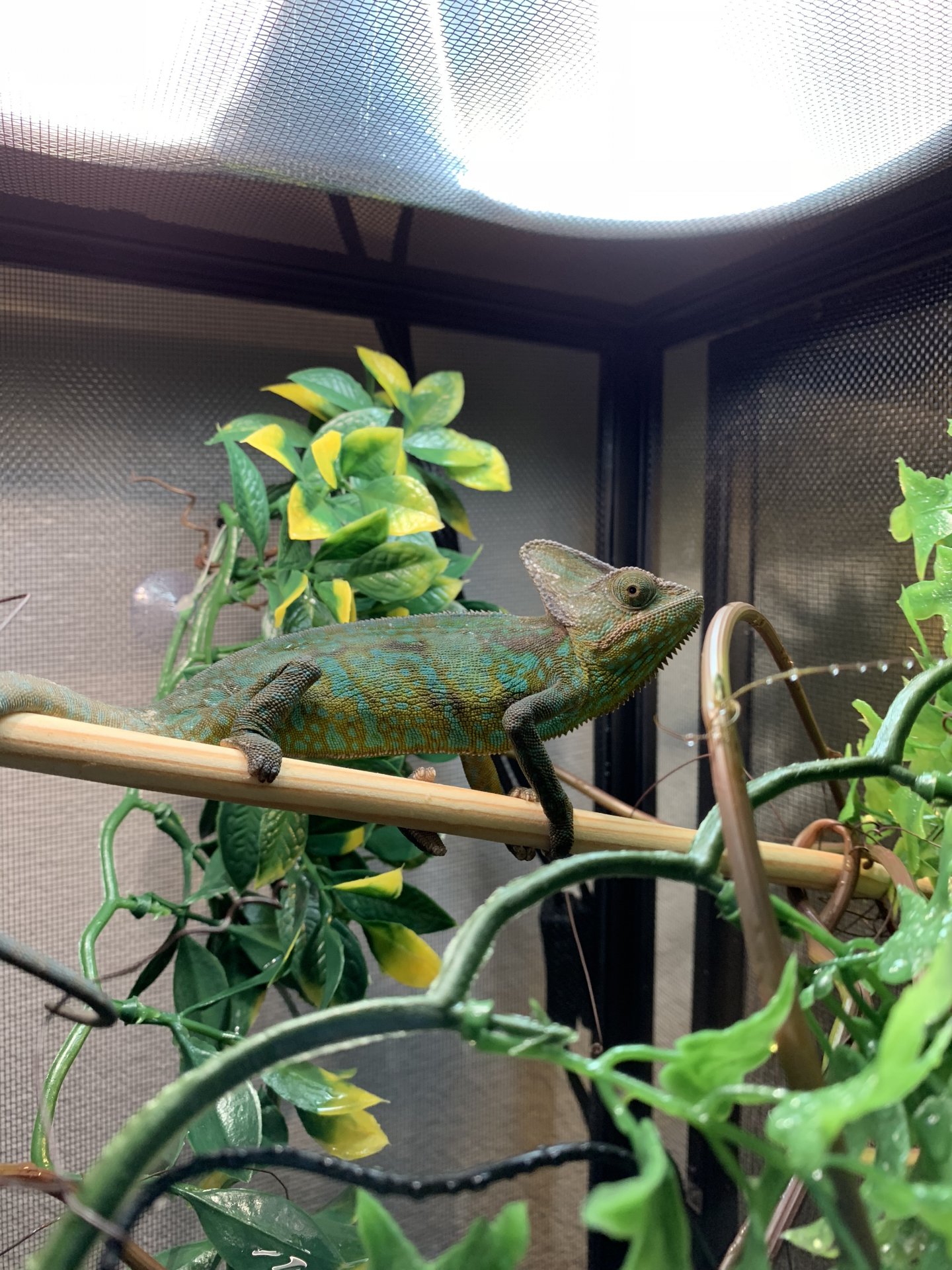 Our male veiled