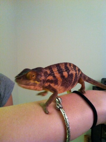 Our new ambanja female!