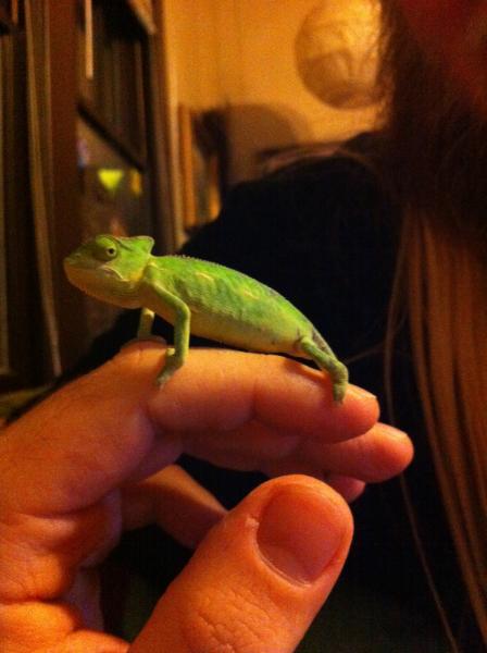 Our new baby veiled chameleon, Ophelia Orion Minerva Myrtle Cardin LeSieur (we couldn't decide on one name, but we call her Ophelia, for short.)