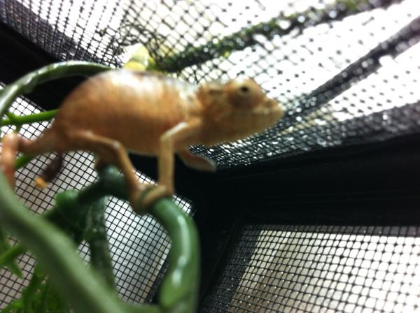 our new girl from epic chams