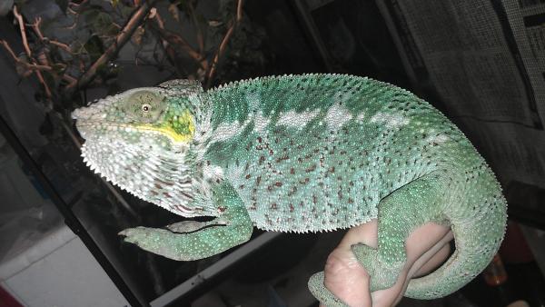 Our New.WC Nosy Faly Male Apocolypse