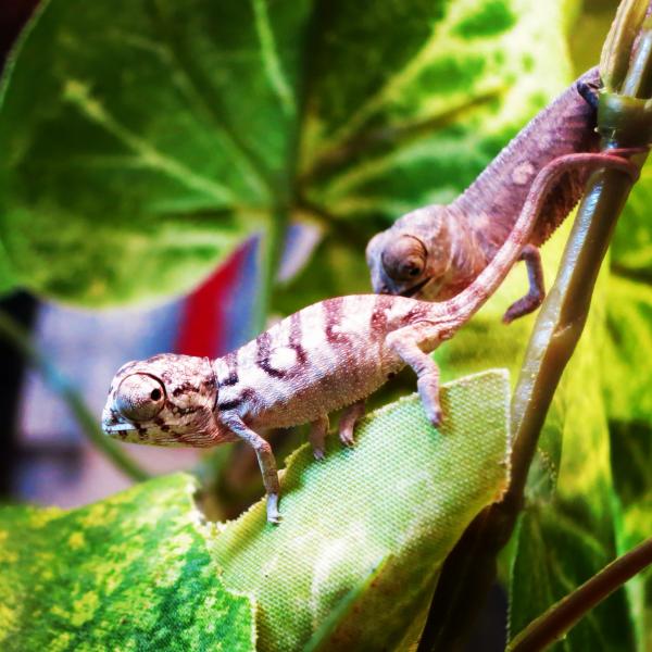 our two baby panthers, now grown up!