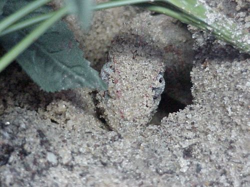 Oustaleti Laying Eggs