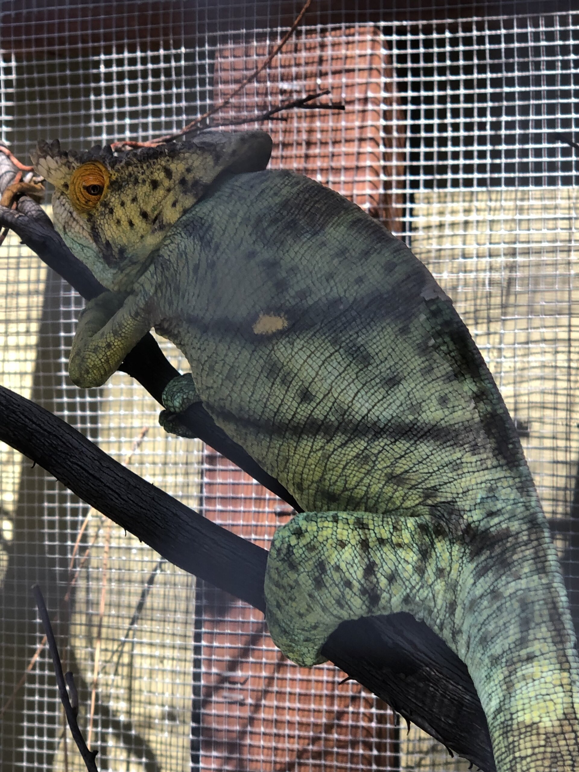 Outdoor Gideon ☀️