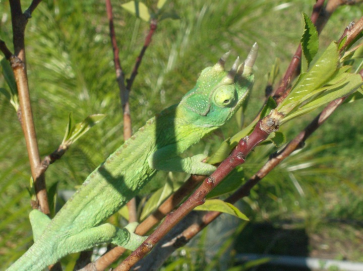 Outside On A Tree